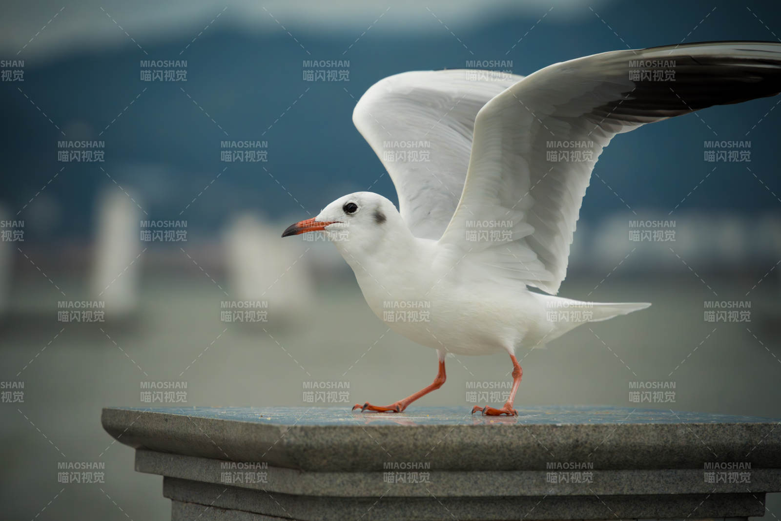 海鸥展翅立石上图片