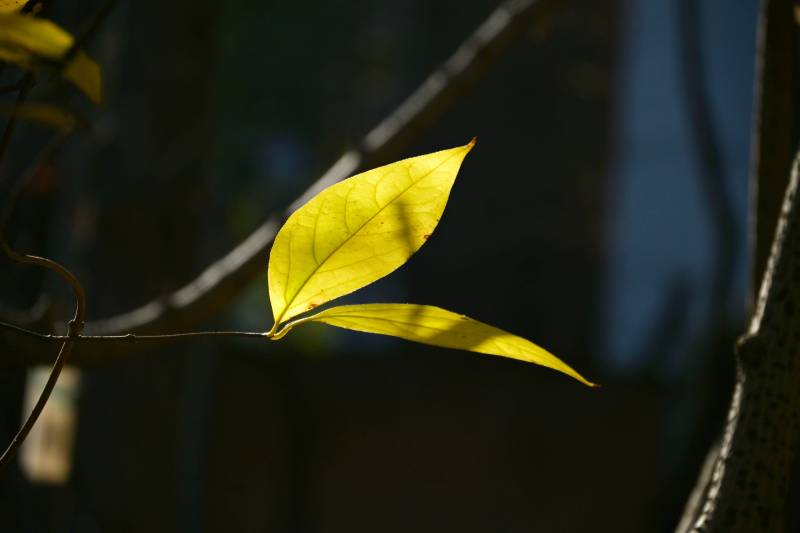 光影中的黄叶图片