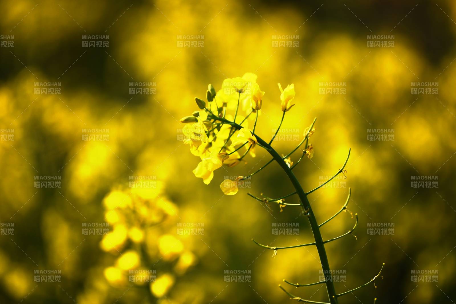 油菜花海绽放图片