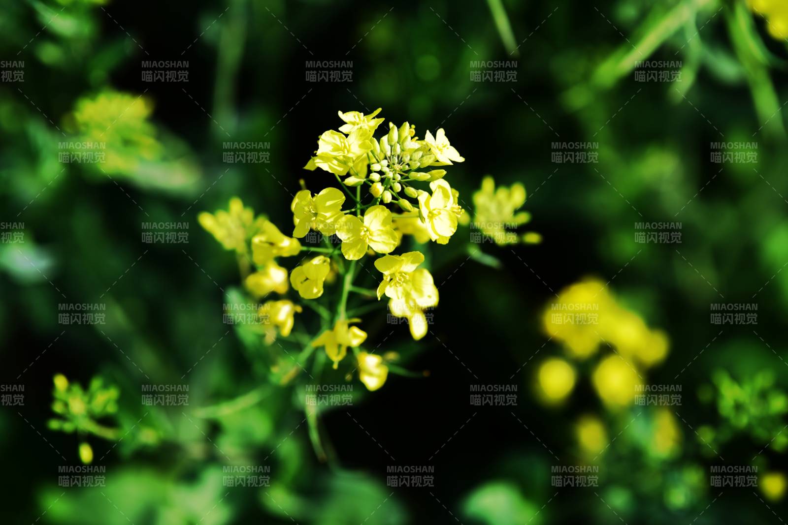 油菜花绽放图片