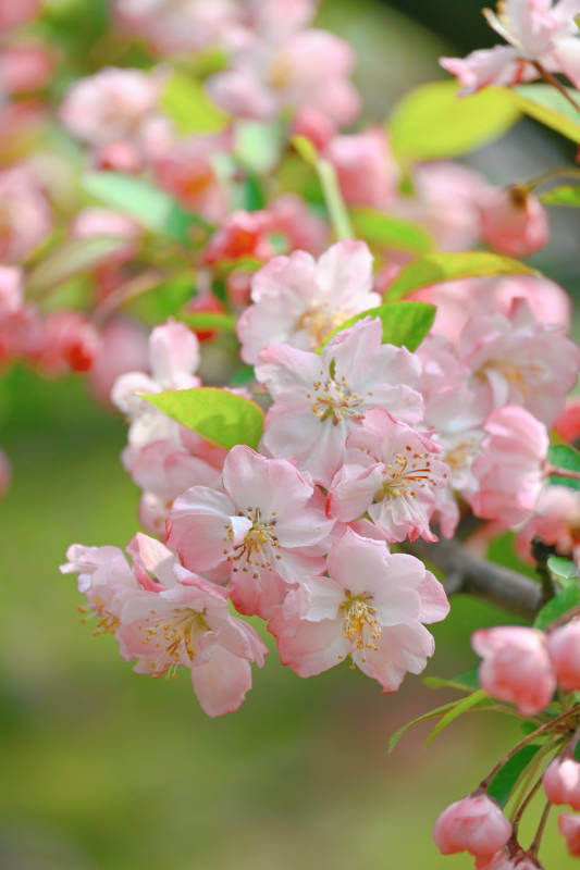 海棠花绽放春意浓图片