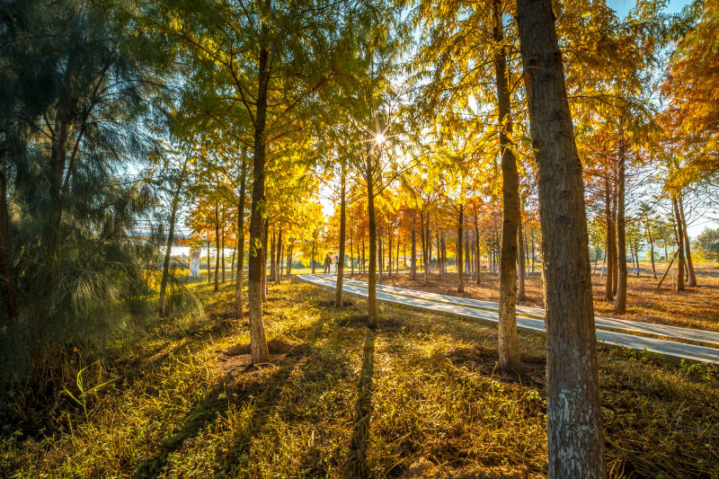 秋日林间小径图片