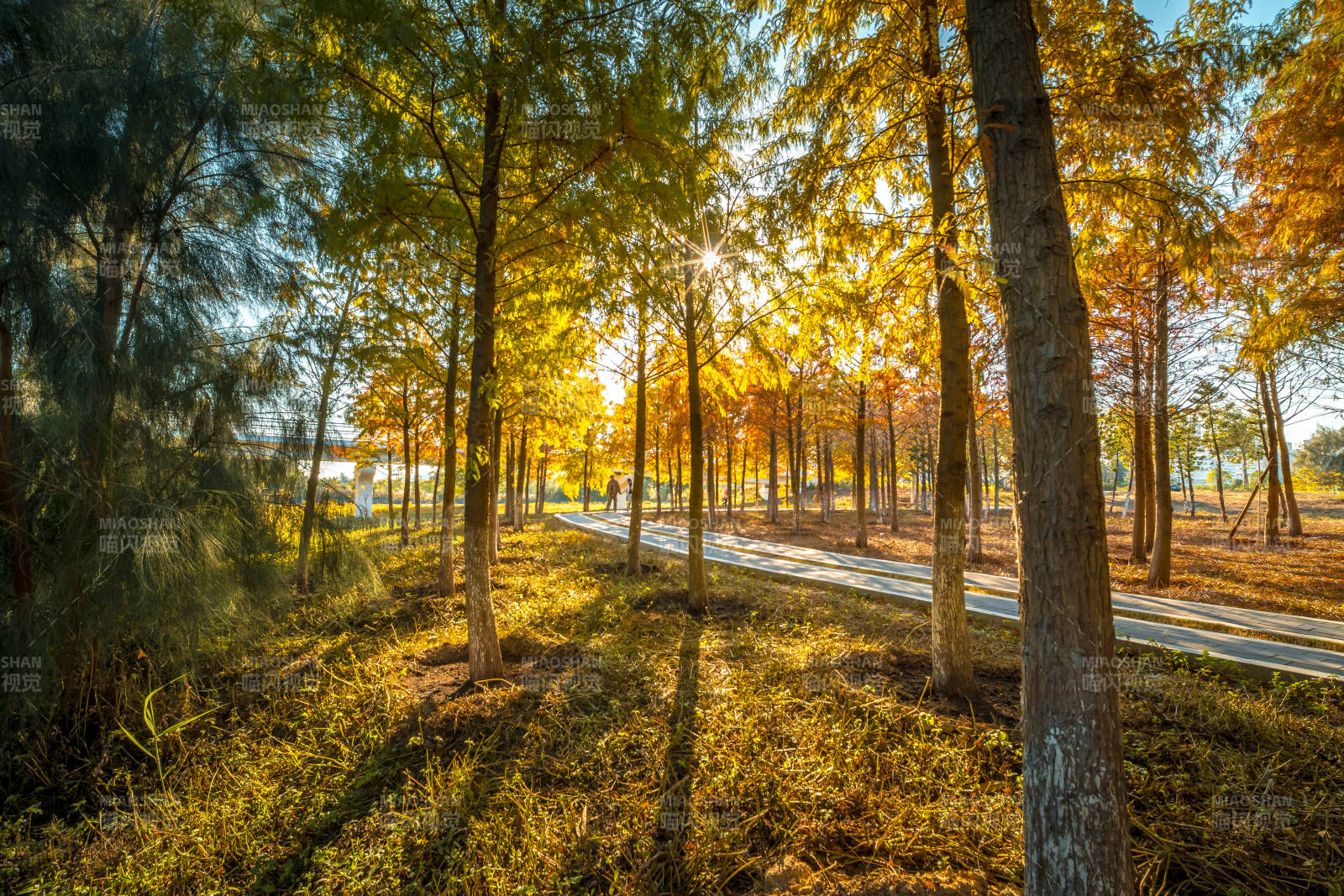 秋日林间小径图片