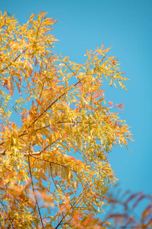 秋叶映蓝天图片