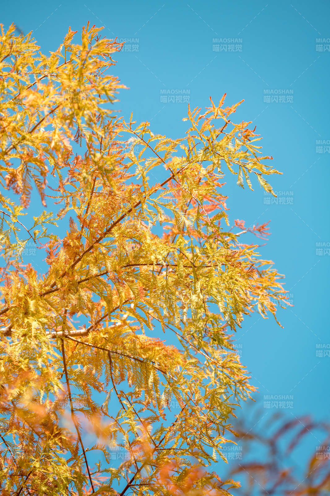秋叶映蓝天图片