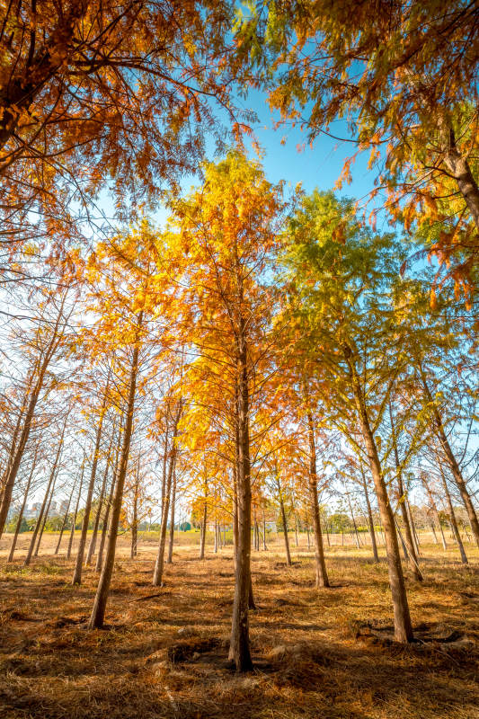 秋林金叶映蓝天图片