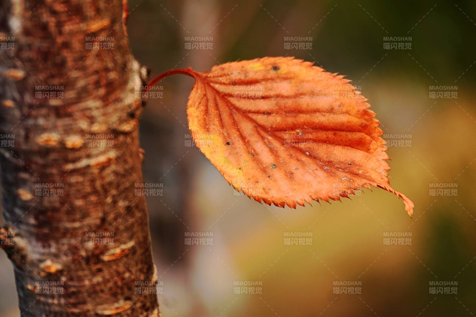 秋叶独挂枝头图片