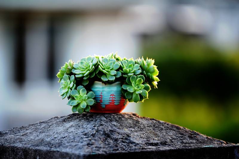 绿植盆栽静谧景图片