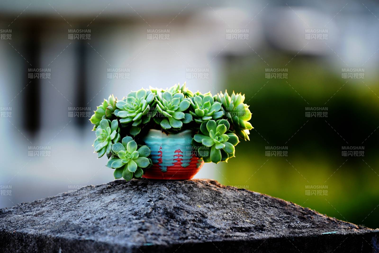 绿植盆栽静谧景图片