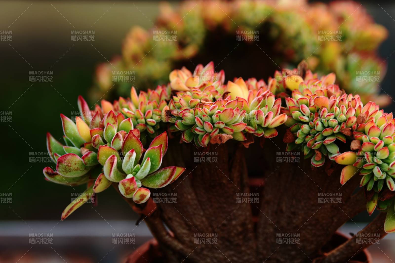 多肉植物绽放之美图片