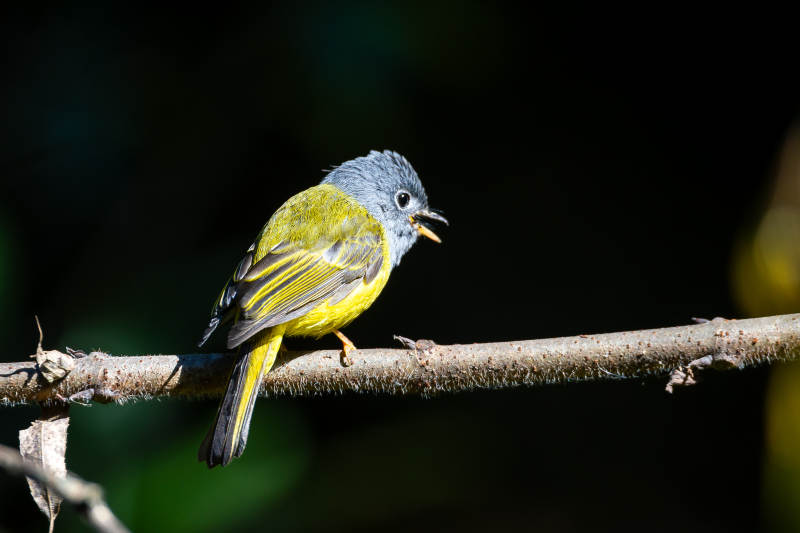 方尾鹟栖息枝头图片