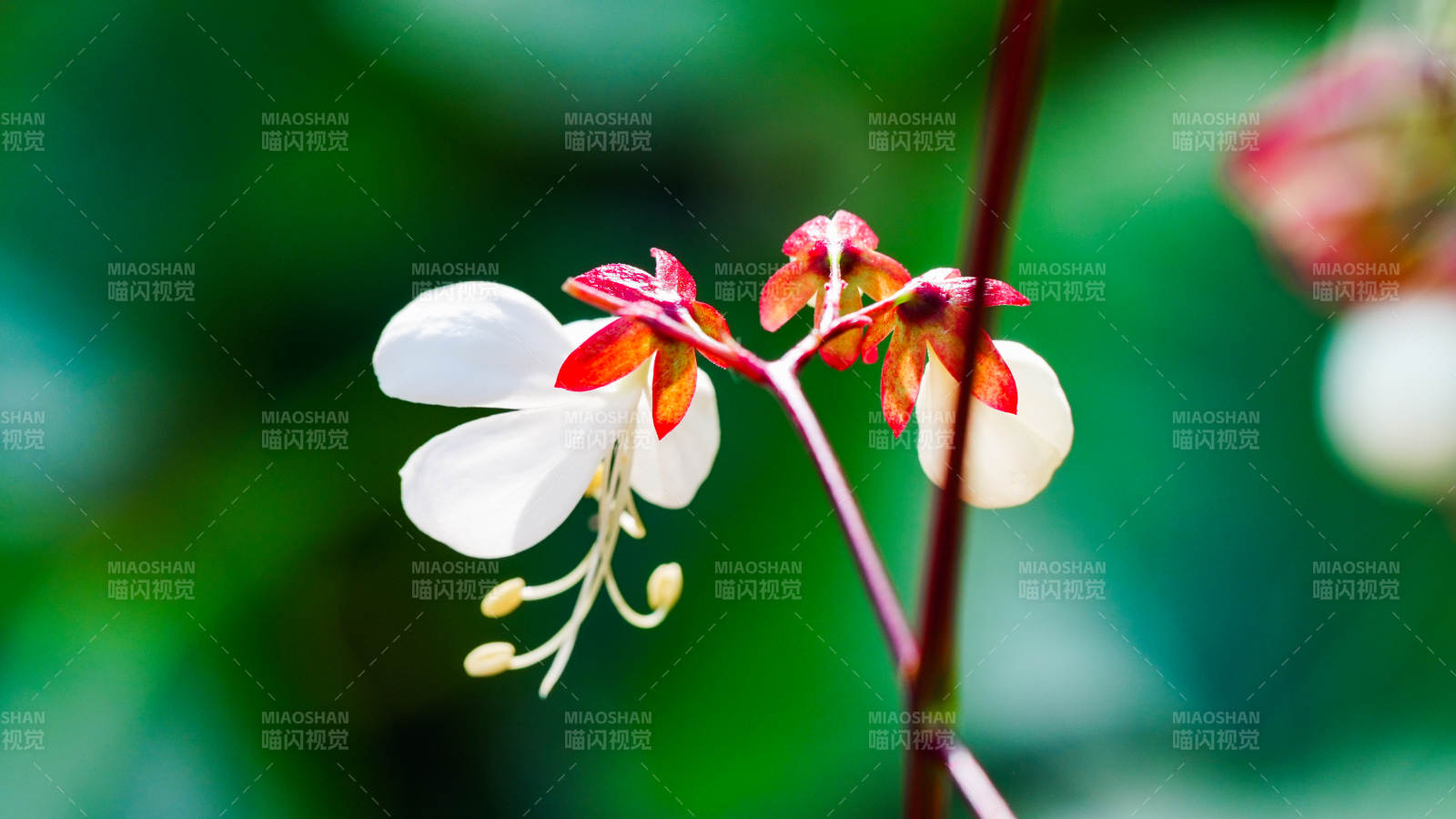 国家植物园温室花影婆娑图片