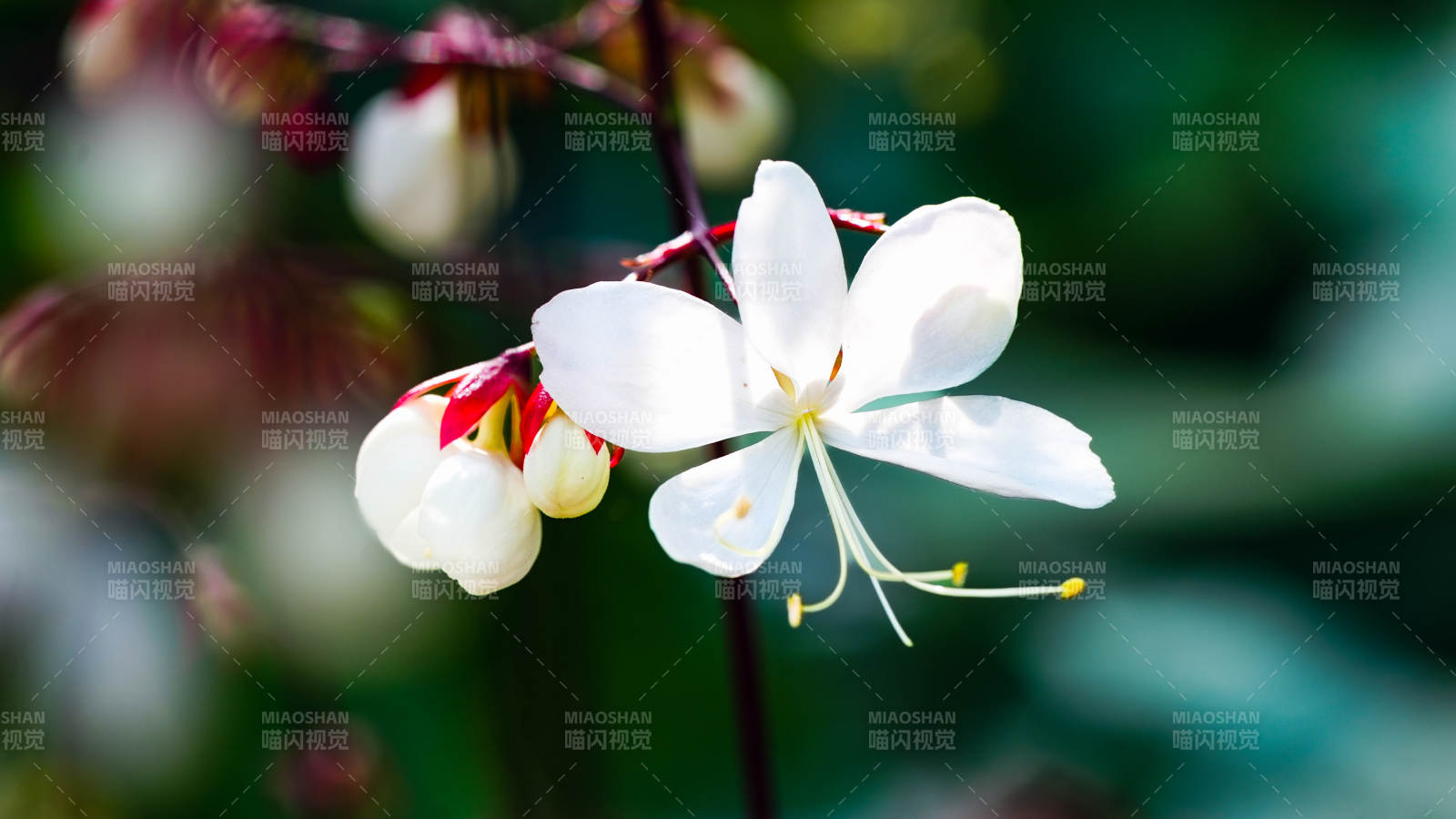 国家植物园温室洁白花朵绽放枝头图片