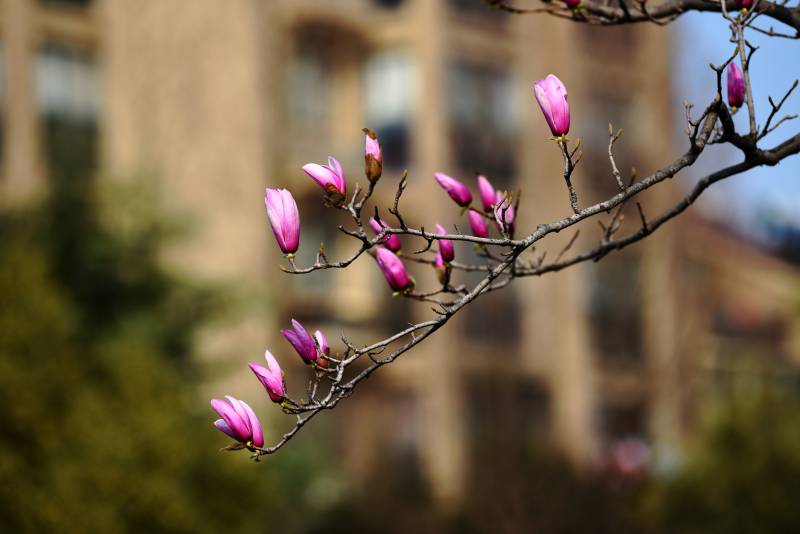 玉兰花开枝头图片