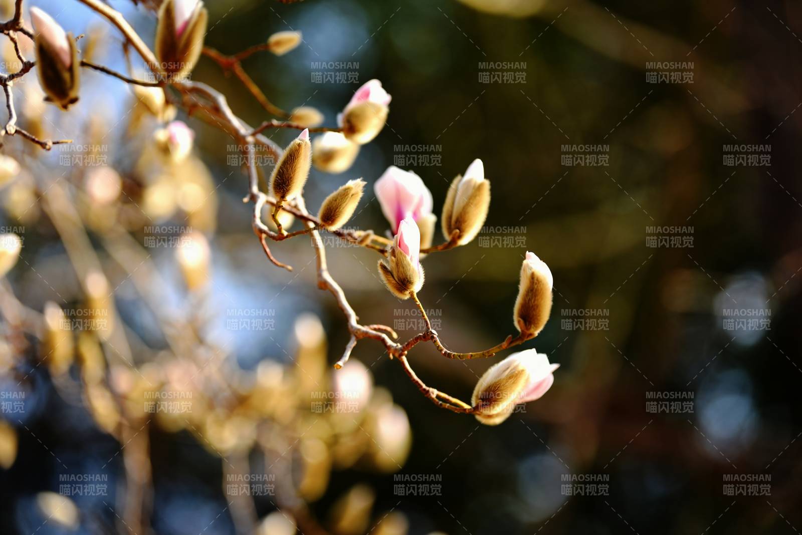 公园里迎春的玉兰花已含苞待放图片