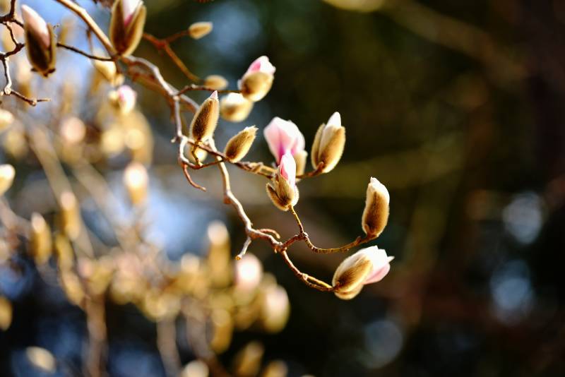 公园里迎春的玉兰花已含苞待放图片