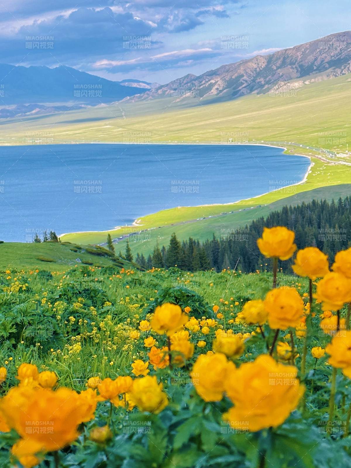 湖畔花海风光图片