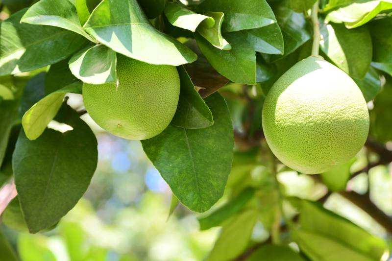 青柚挂枝头图片