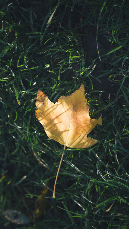 秋叶静卧绿草间图片