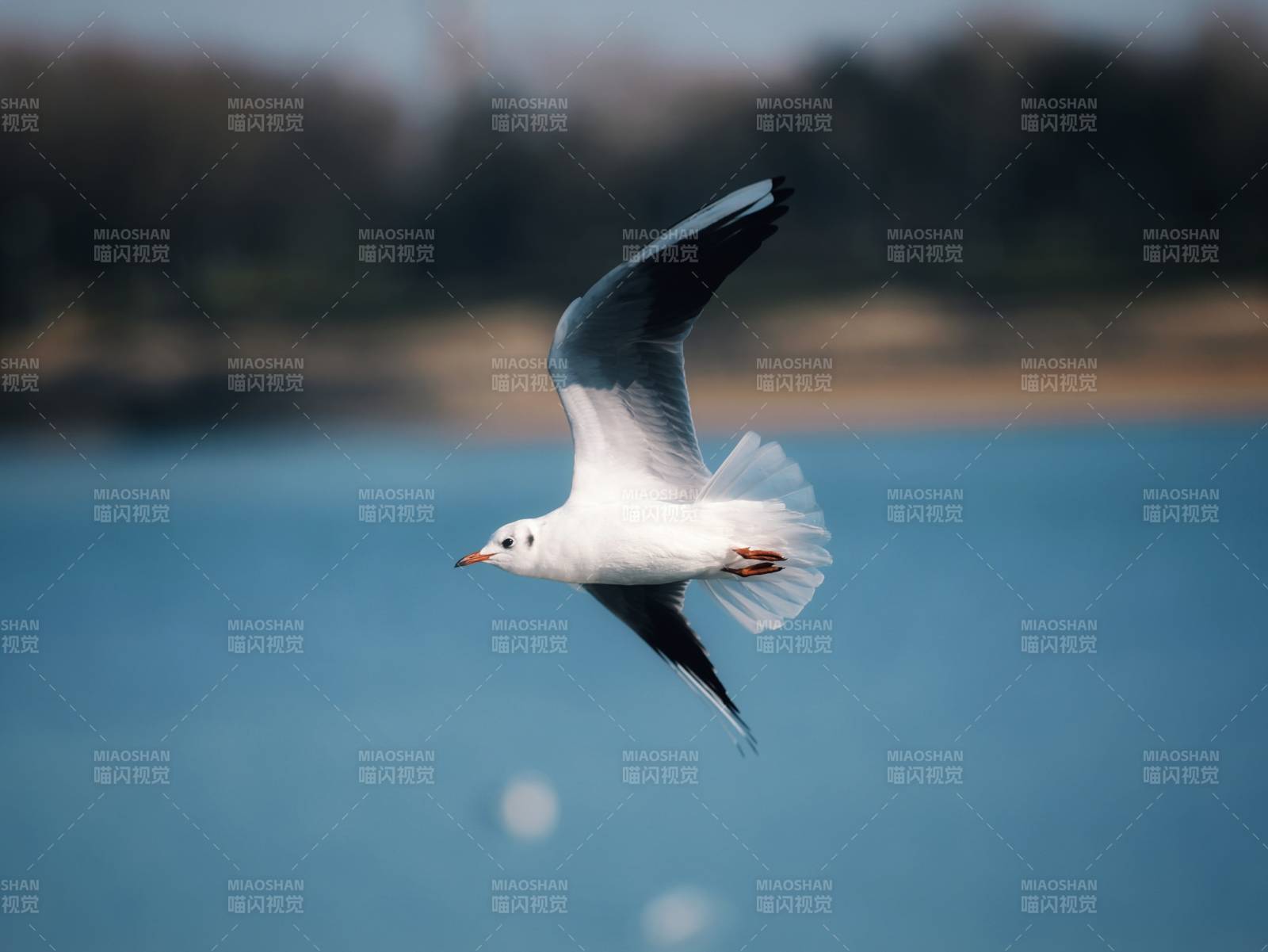 海鸥翱翔湖面图片