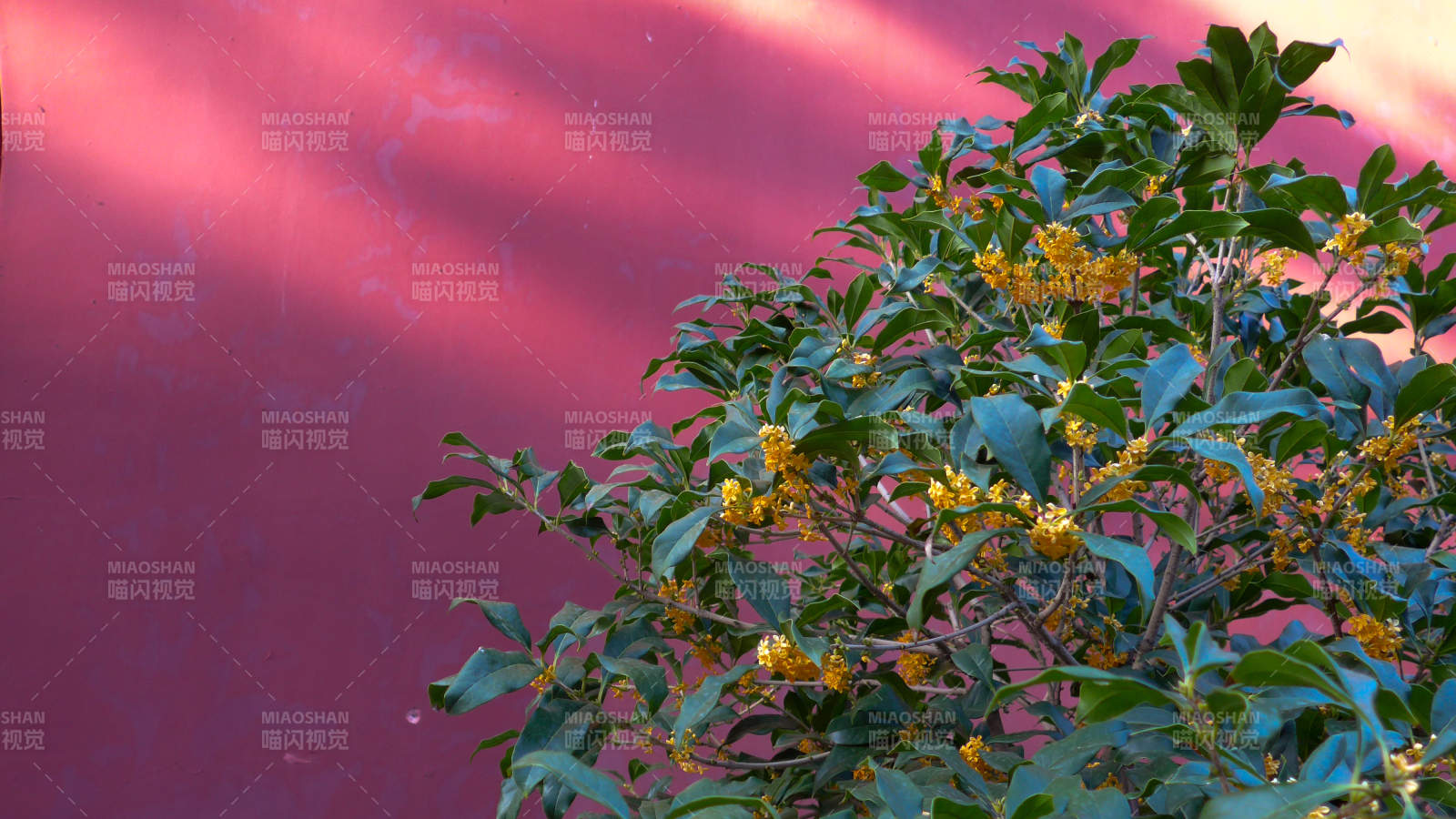 花影映红墙图片