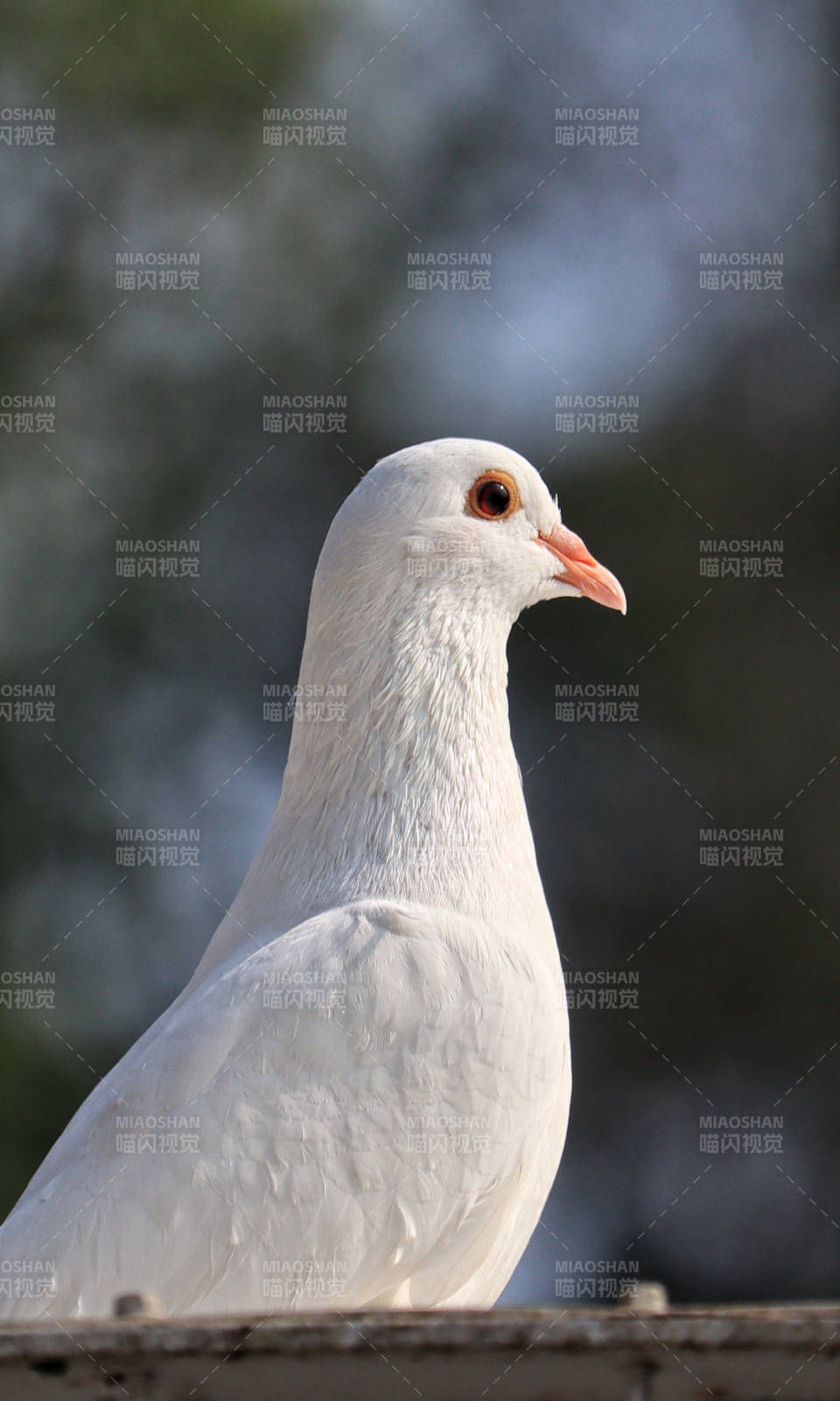 白鸽静立枝头图片