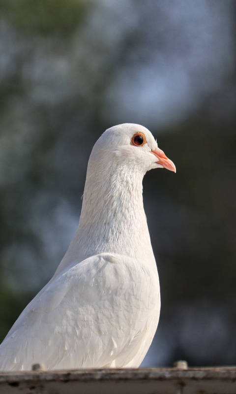 白鸽静立枝头图片