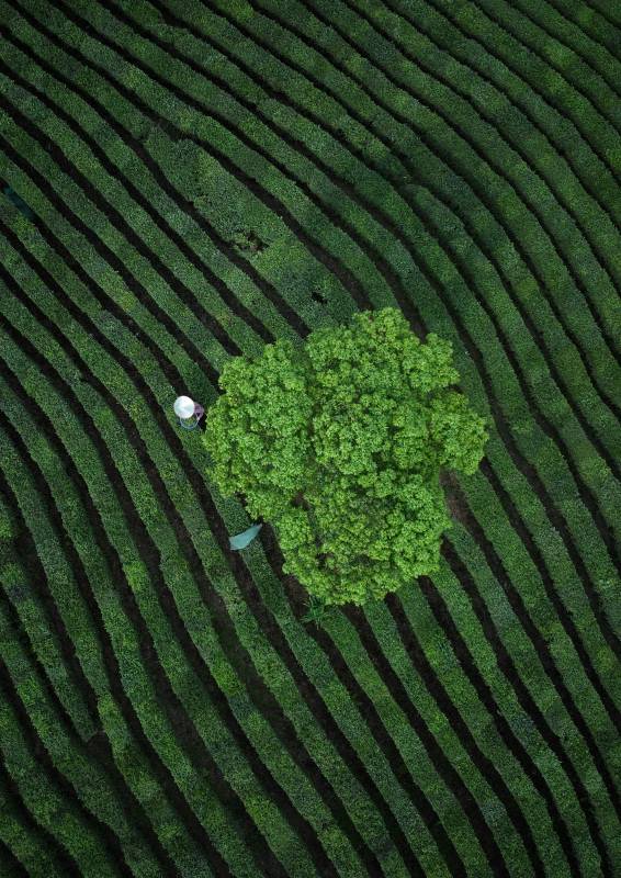 茶园绿浪中孤树图片