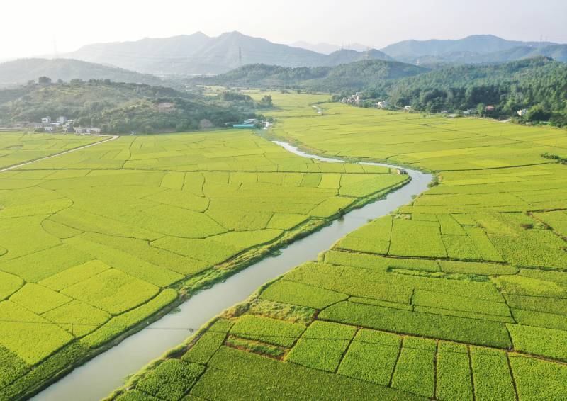 稻田蜿蜒水渠图片