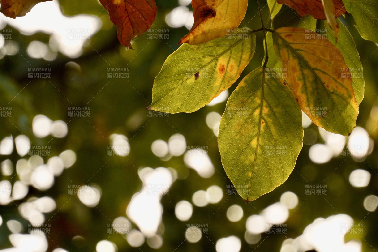 秋叶光影图片