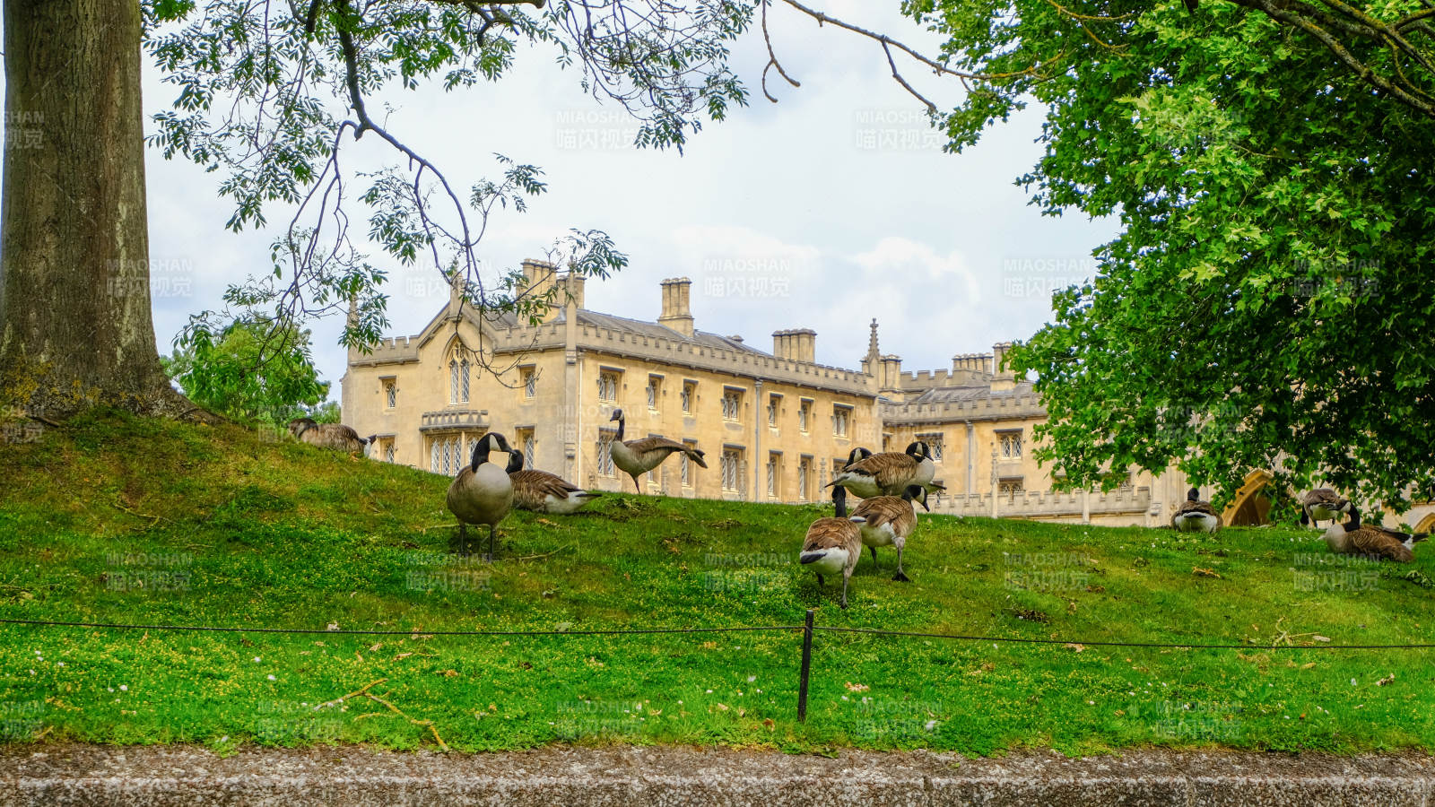 英国剑桥大学绿茵鸭群栖图片