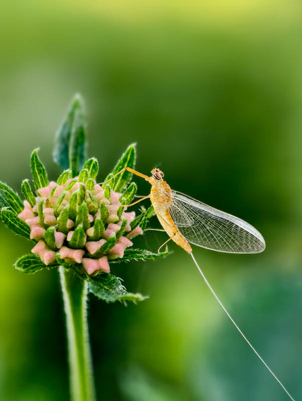 蜉蝣栖花蕊图片