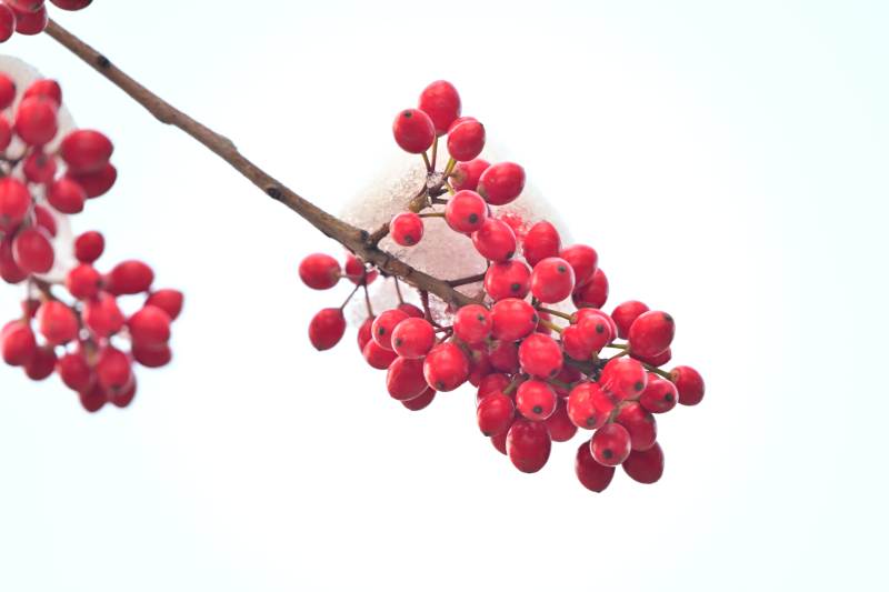 红果枝头雪中景图片