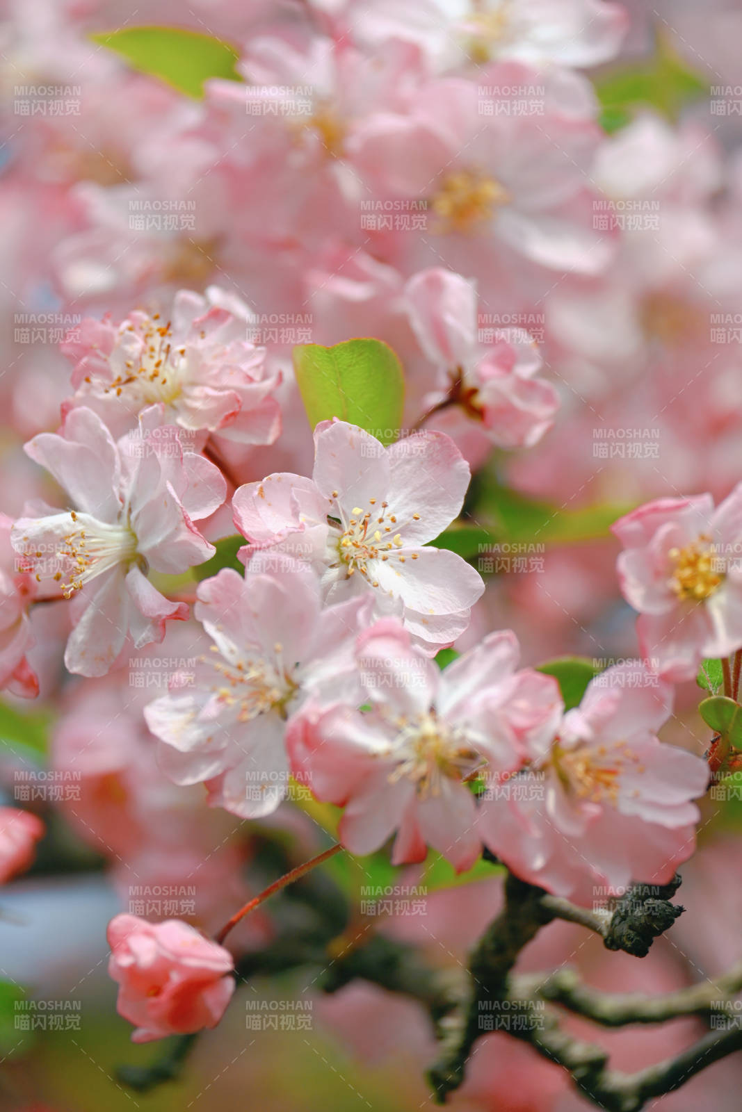 樱花绽放春意浓图片