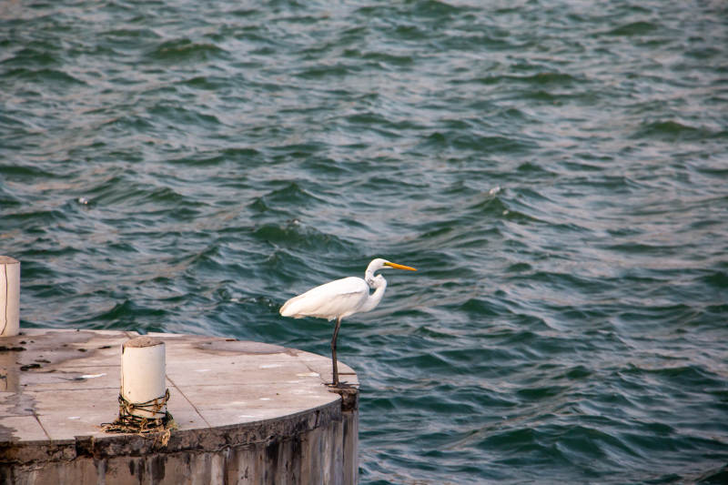 厦门白鹭栖息水边图片