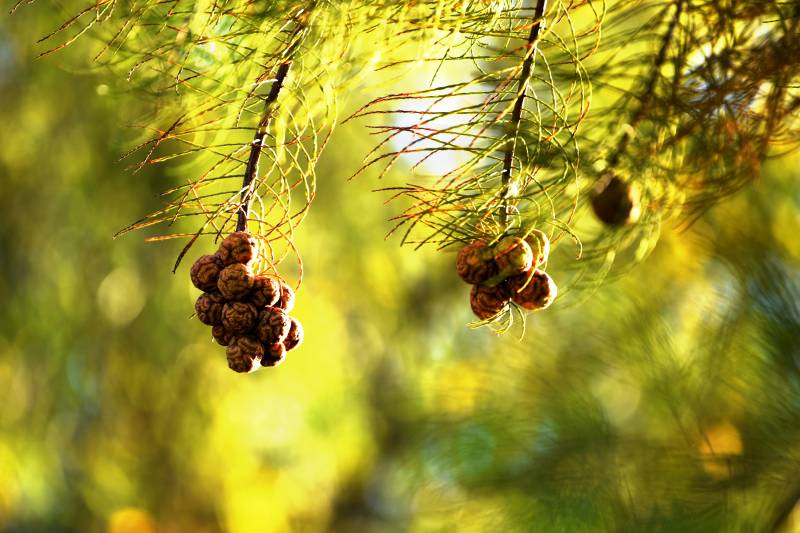 松果挂枝头图片