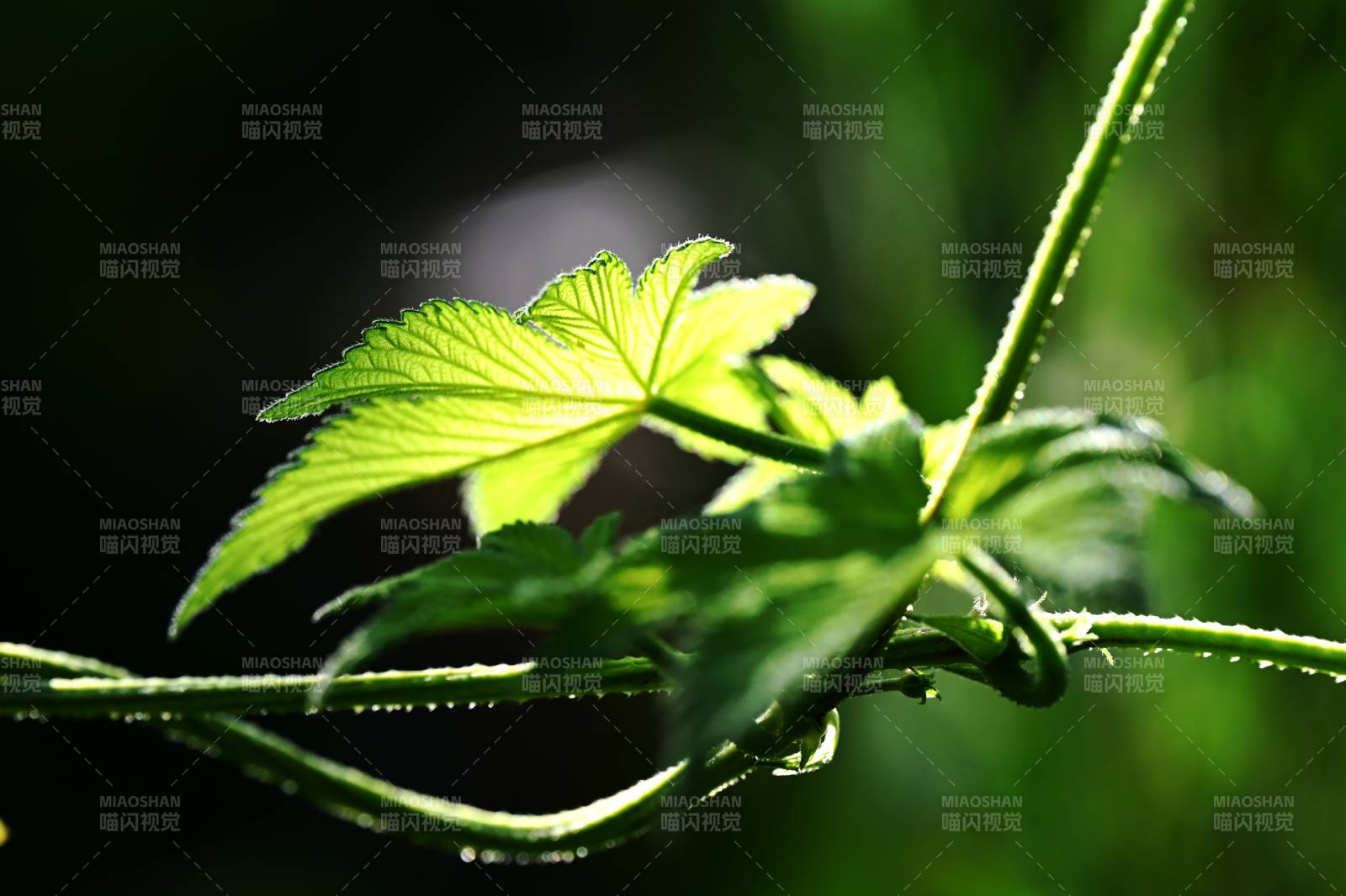 绿叶缠绕生机盎然图片