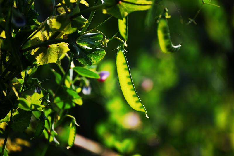 阳光下的豌豆荚图片