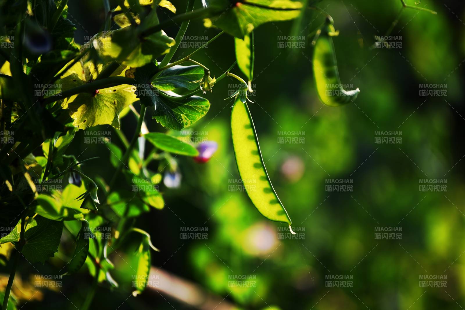 阳光下的豌豆荚图片