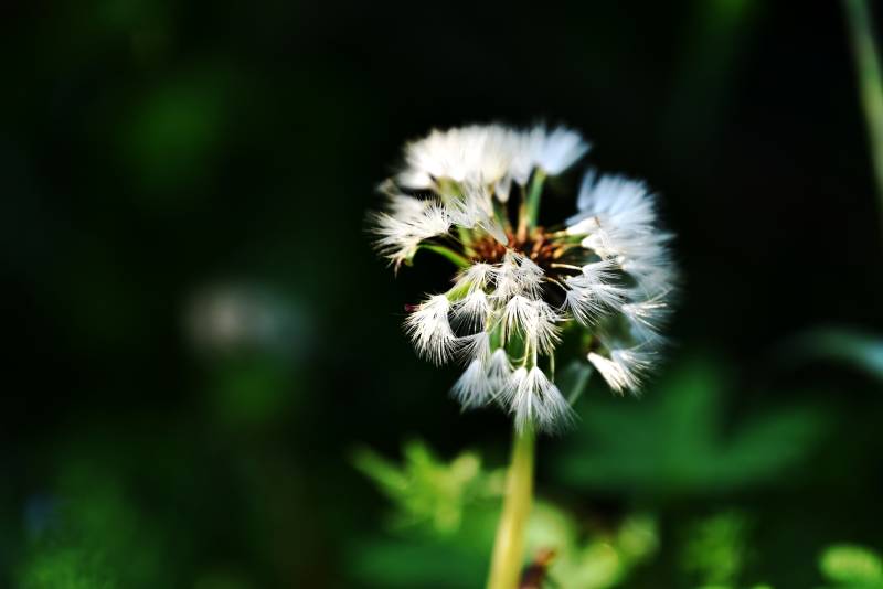 蒲公英的种子飘散图片