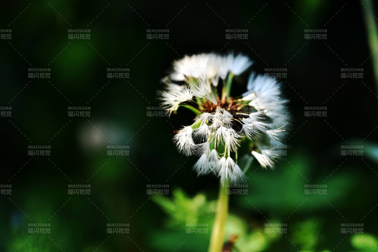 蒲公英的种子飘散图片