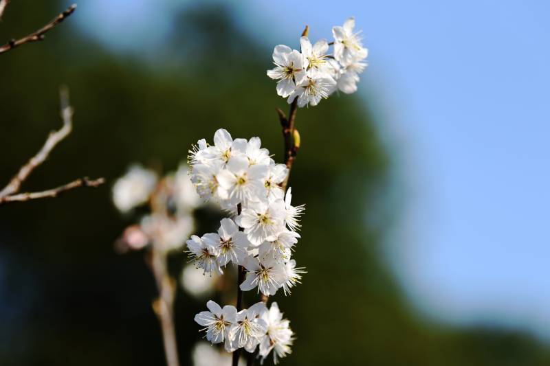 樱花绽放枝头图片