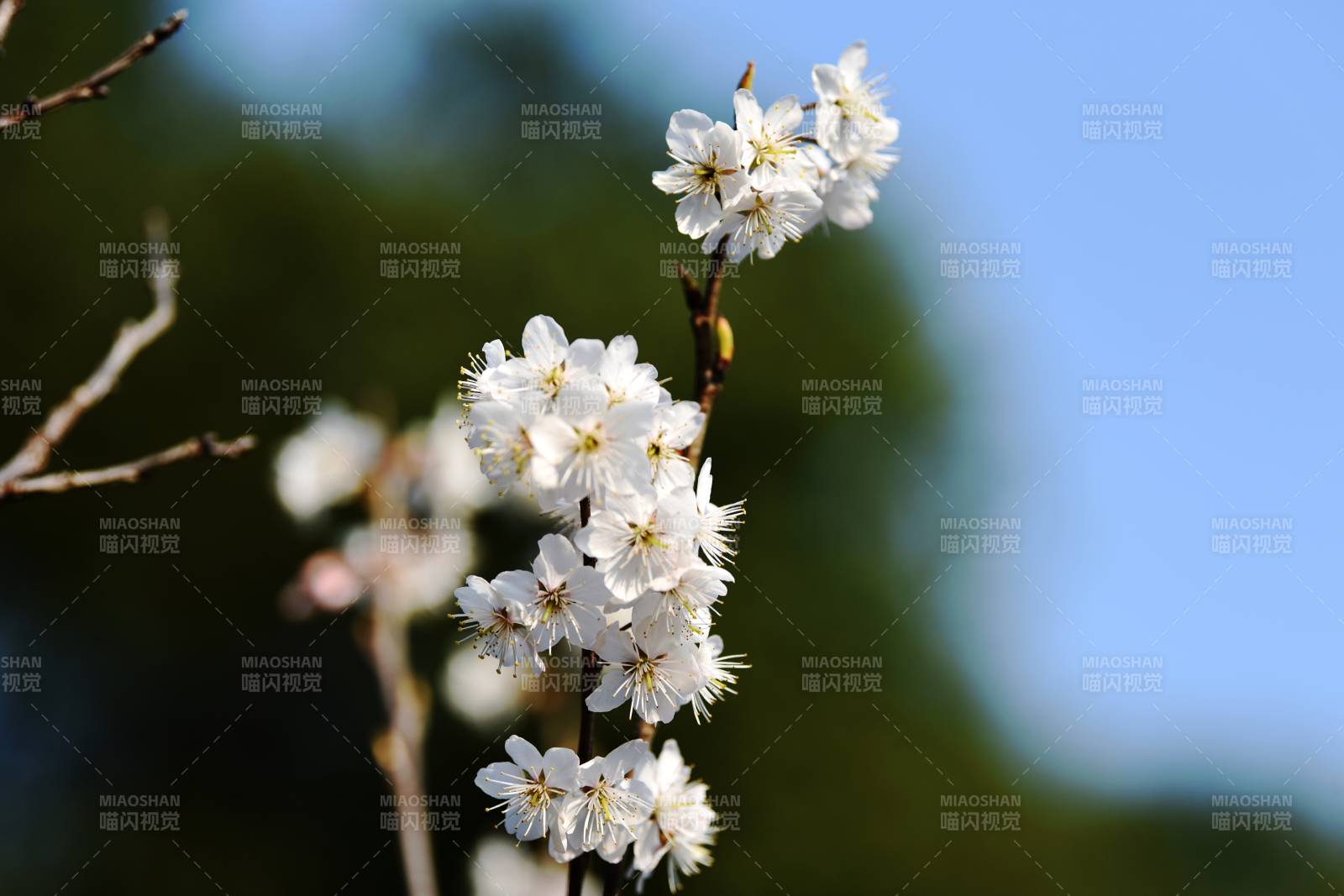 樱花绽放枝头图片