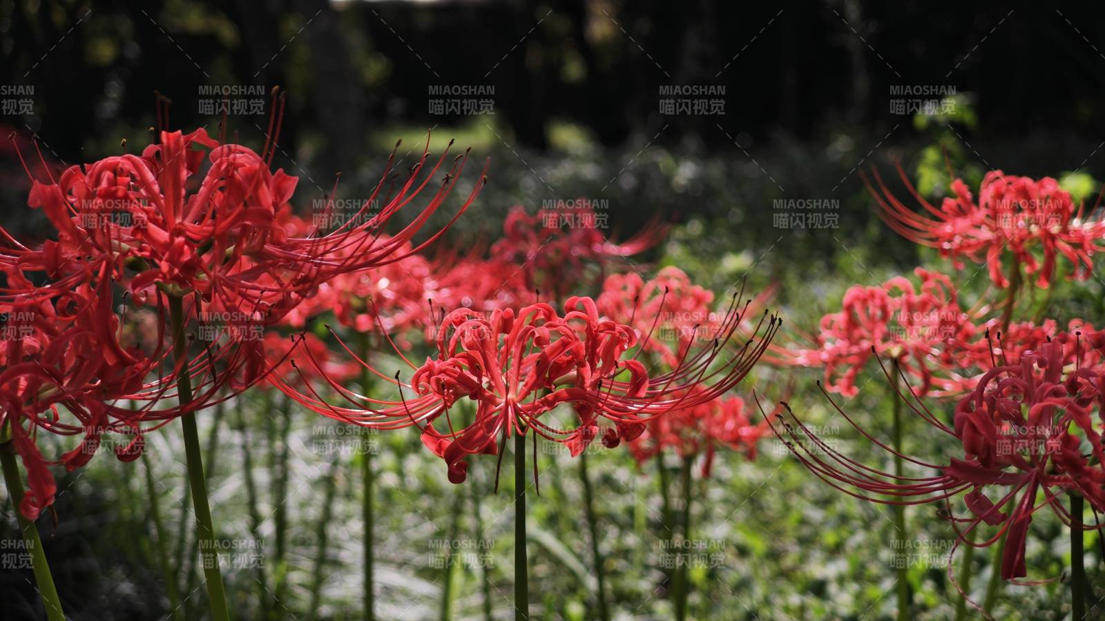 彼岸花绽放图片