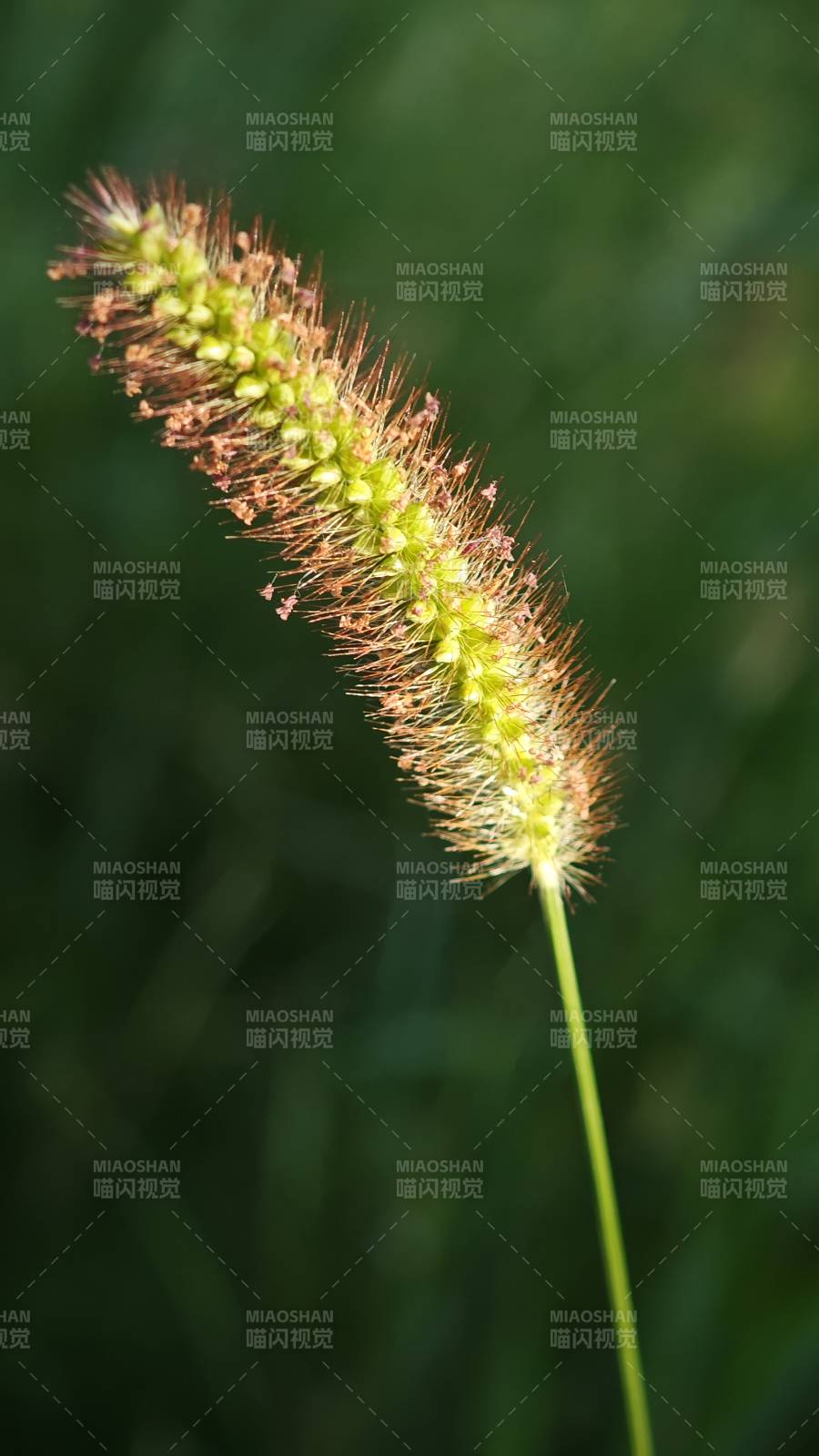 狗尾草的特写图片