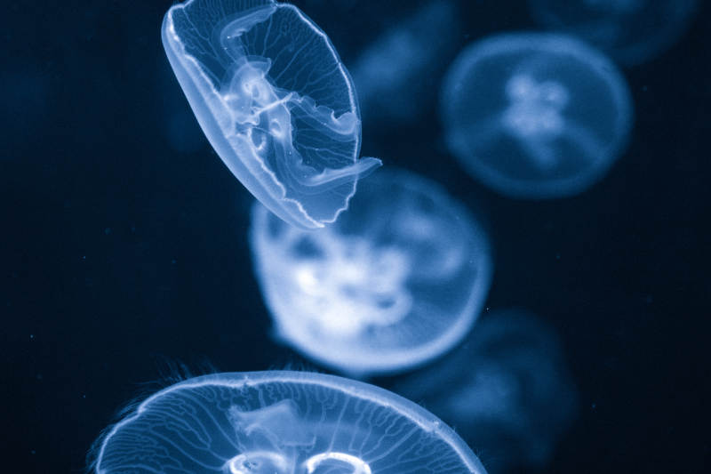 幽蓝水母漂浮图片