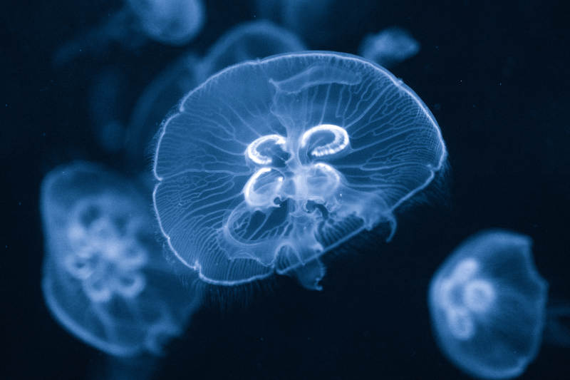 水母在深海中漂浮图片