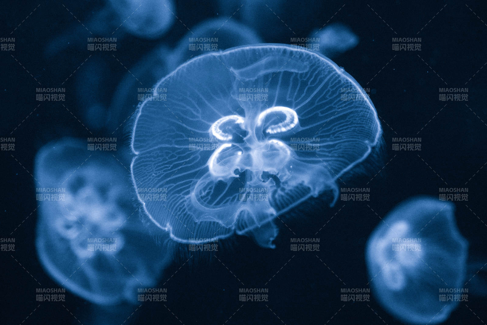 水母在深海中漂浮图片