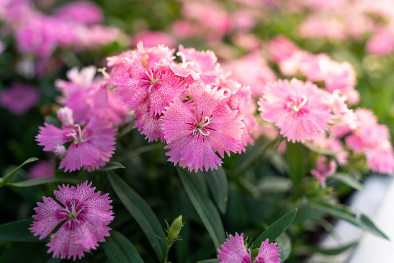 粉色彩石竹花丛石竹花簇粉红石竹花绽放图片