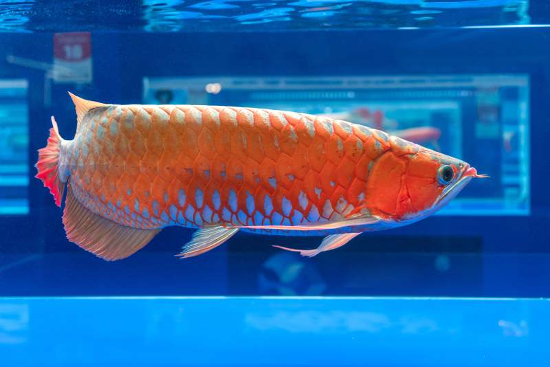 水族箱中的红龙鱼红龙观赏红龙鱼游动水族箱图片